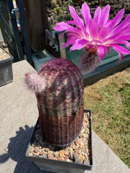 Echinocereus dasyacanthus